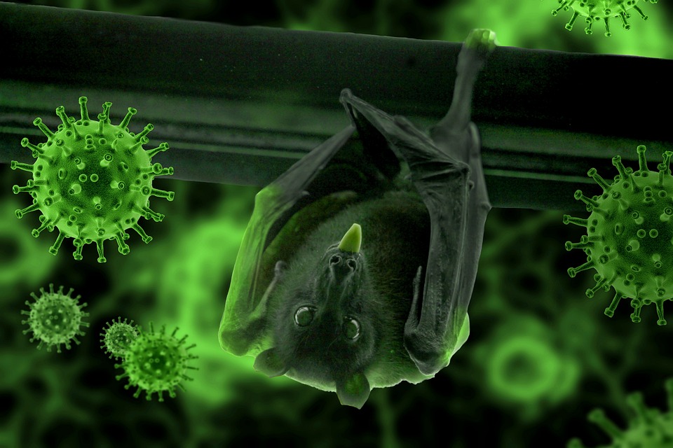 Bat Virus Image